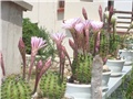 rascvjetani kaktusi
